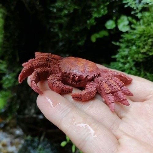 Mini granchio tartaruga marina