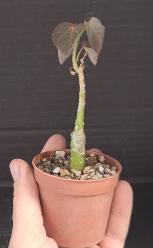 Adenia epigea - , (ne