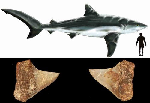 Isurus hastalis dente fossile - dente,
