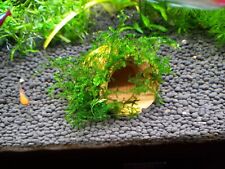 Muschio  di Java per acquario dolce ancorato ad arredi come tronchi e sassi