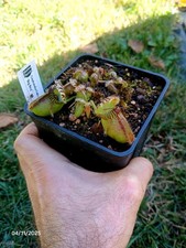 Cephalotus Follicularis "Big