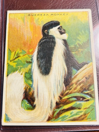 Carte animali sigaretta