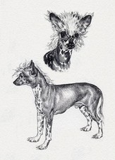 CHINESE CRESTED BEAUTIFUL DOG