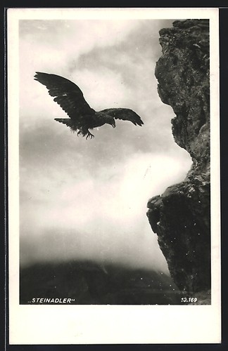 Cartolina aquila reale - cartolina,