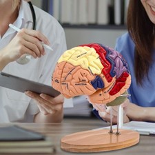 Modello medico didattico per il modello del cervello umano per lo studio in