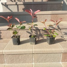 50 Piante di Photinia red
