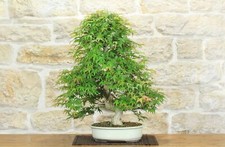 Bonsai di Acero Palmato