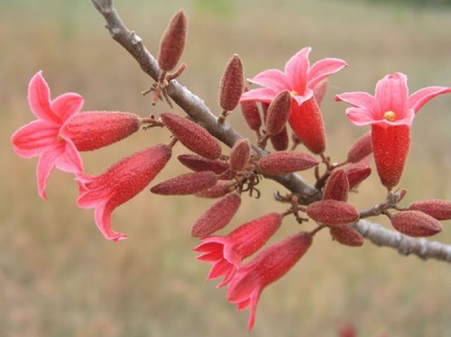Rare graines kurrajong - graines,