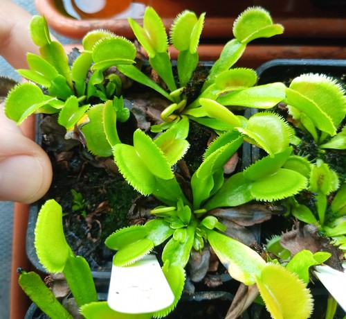 Pianta carnivora dionaea - carnivora,