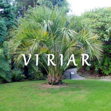 Butia odorata, Palma Pindo, 20-35 cm, Palnt, Inizio dal vivo, da -12 a -9 gradi Celsiu