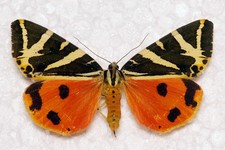 🦋 Jersey Tiger (Euplagia quadripunctaria) – British Specimen**