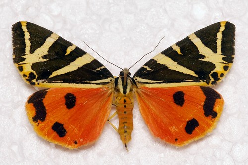Jersey tiger euplagia - 🦋,