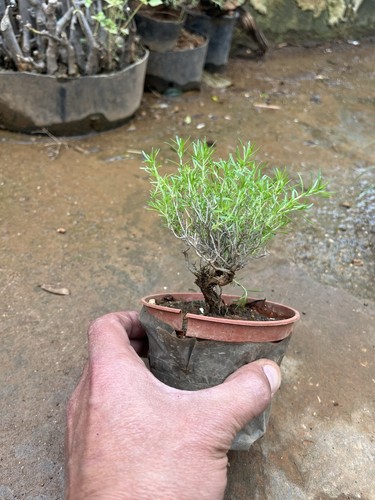 Bonsai timo mame thymus - timo., mame.