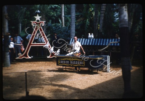 Busch gardens pappagalli - gardens,