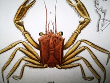 1831,PRETRE ORIGINALE ENGR. BELLISSIMO ANTICO PORTA ACQUERELLO GRANCHIO XMG