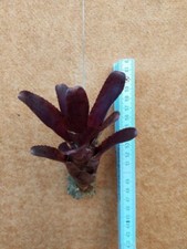 Neoregelia Demi, rilegato