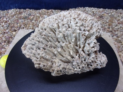 Corallo silicificato - 05#,