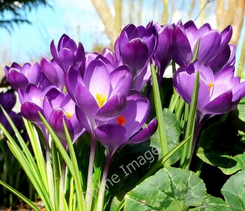 Photo 6x4 purple - photo,