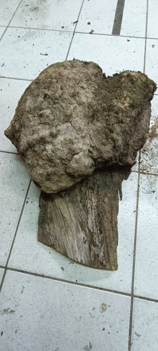 Radica ulivo burls - radica, di