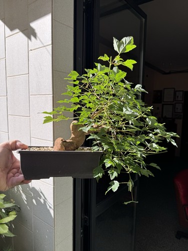 Acero buergerianum bonsai - buergerianum,