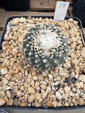 Copiapoa Tenuissima Cactus