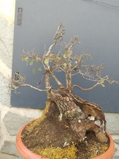 Pre-Bonsai Di Quercia Rovella