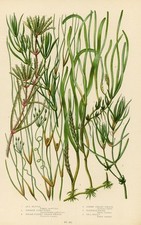 Stampa Botanica Antica 1899