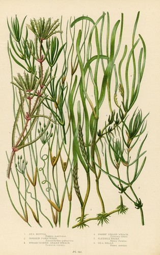 Stampa botanica antica 1899 - stampa,