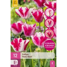 Bulbi di Fresia Doppia Mix - Olandesi profumate a fioritura garantita (40pz)