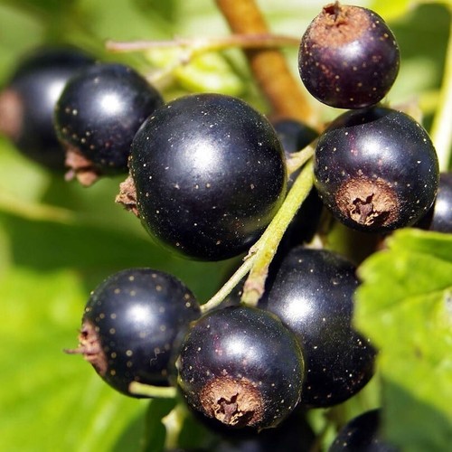 Ribes nero titania - ribes,