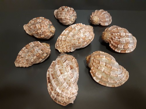 Conchiglie vere - 8,