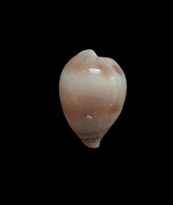 Seashell  Cypraea hirasei 43mm