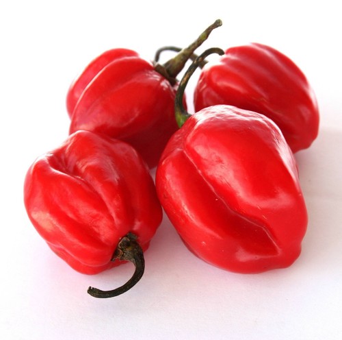 Semi caraibici rosso - caraibici,