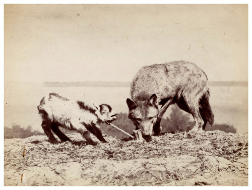 Ottomar anschutz wolf - wolf, vintage