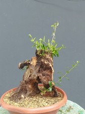 Bonsai Olivastro 35x25cm In