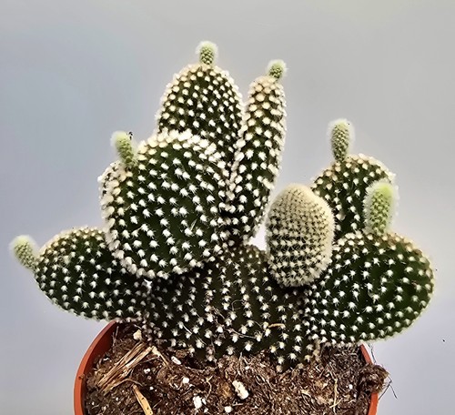 Bellissimo cactus opuntia - bellissimo,