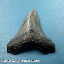 Authentic Carcharodon