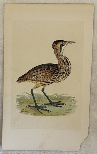 Morris bittern botaurus - morris,