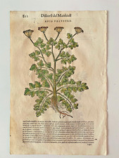 MATTIOLI Xilografia 1500 Botanica Erbario Piante "APIO PALVSTRE"