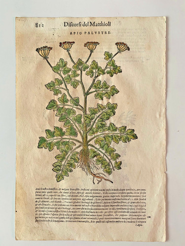 Mattioli xilografia 1500 - xilografia,