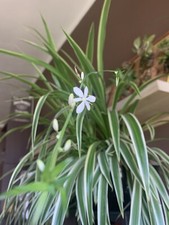 CHLOROPHYTUM FALANGIO NASTRINO Pianta Ragno Depura Aria - N.1 Talea Radice Nuda