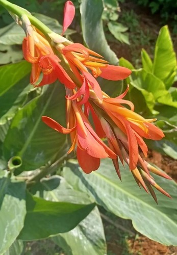 Bulbi giglio canna - di,