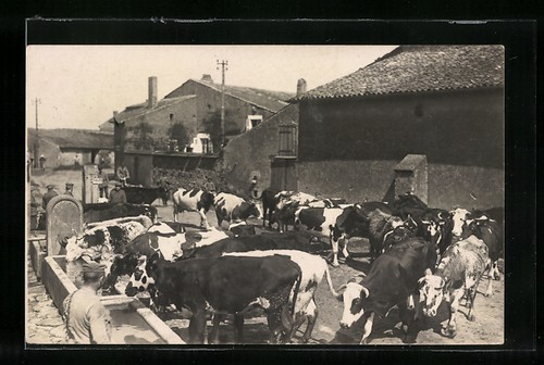 Cartolina fotografica mandrie