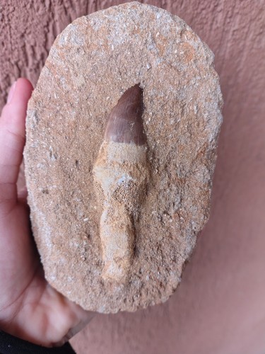 Fossili grande dente - *, di