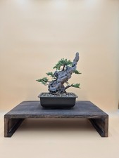 Bonsai di Ginepro Kishu su Pietra, Altezza 30cm.