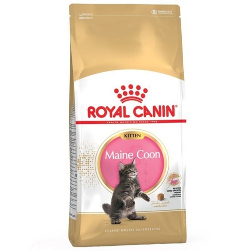 Gattino maine coon fbn - coon, 4