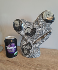 Goniatite Sculpture - Rough-