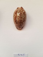 ciprea arabica