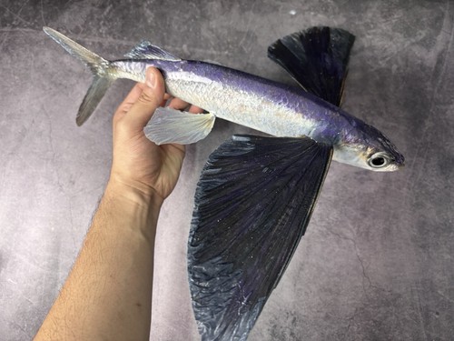 Tassidermia pesce volante - pesce,