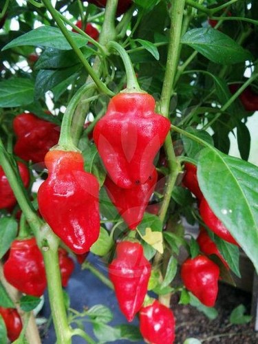 Peperoncino piccante habanero - peperoncino,